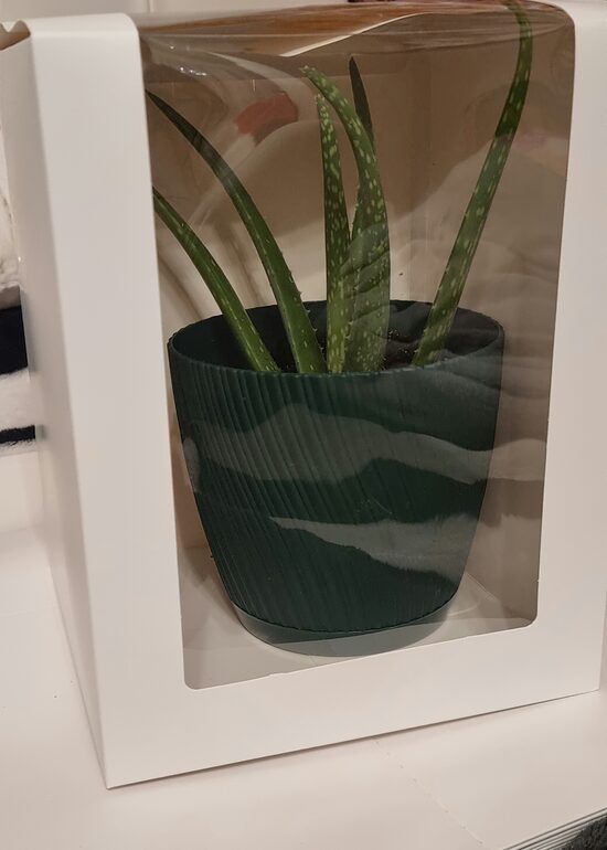 Alveja dāvanu iepakojumā